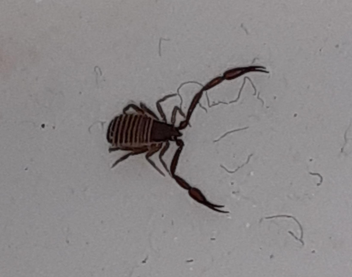 bug